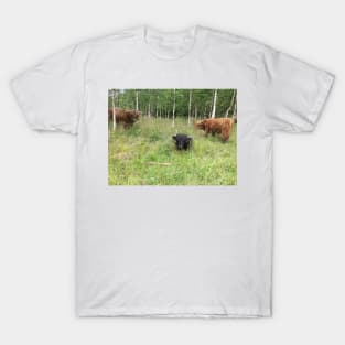 Scottish Highland Cattle Bulls 1456 T-Shirt